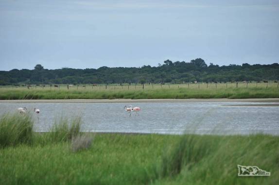 Finalmente, encontrando os flamingos do Parque Nacional da Lagoa do Peixe, no sul do Rio Grande do Sul, entre a Lagoa dos Patos e o Oceano Atlântico